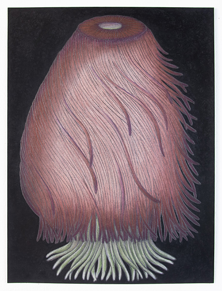 Black Drawing 209 AN10024