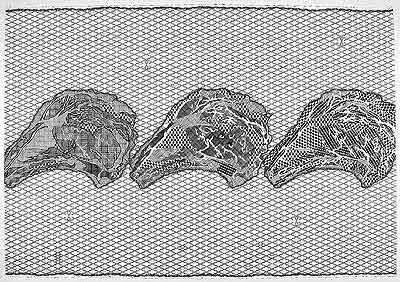 Pictorial Lace, Meat Motif