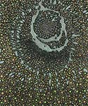 Barbara Takenaga, Halo