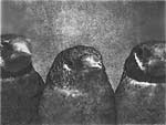 Lorna Bieber, Three Birds/Front View