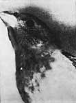 Lorna Bieber, Bird/Looking Up