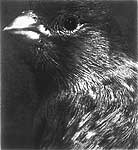 Lorna Bieber, Bird Portrait