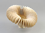 Ursula Morley Price, Cream/White Angled Flange Form