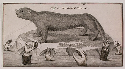 La Loutre Marine